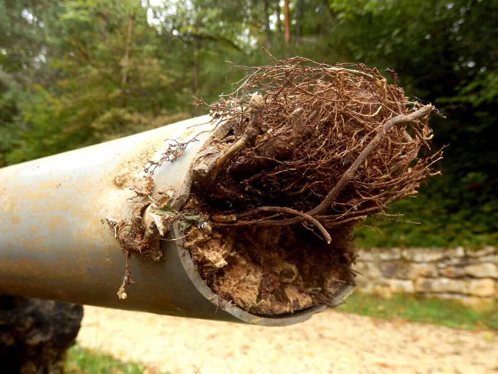 sewer-pipe-with-tree-roots sewer pipe with tree roots